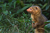 Dwarf Mongoose (Helogale parvula) on alert, Masai Mara, Kenya