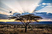 Acacia (Acacia sp) trees at sunset, northern Kenya