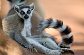 Katta (Lemur catta), Berenty Privat-Reservat, Madagaskar