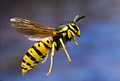 Yellowjacket (Vespinae) flying near Ochoco Pass in central Oregon. Photographed with a high-speed camera
