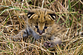 Serval (Leptailurus serval) kitten, two week old orphan with its ears just starting to open, Masai Mara Reserve, Kenya