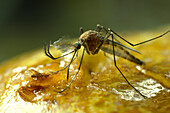 Mosquito (Aedes sp) male, feeding from pear