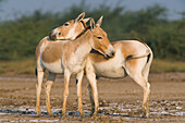 Indian Wild Ass (Equus hemionus khur) pair showing affection by rubbing each other during the dry season, Indian Wild Ass Sanctuary, Little Rann of Kutch, India