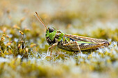 Grasshopper (Myrmeleotettix maculatus) female, Beegderheide, Limburg, Netherlands