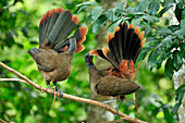 Rufous-vented Chachalaca (Ortalis ruficauda) pair preening, Tobago