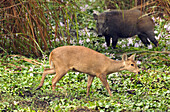 Hog Deer (Axis porcinus) female with Wild Boar (Sus scrofa), Kaziranga National Park, India