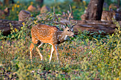 Chital (Axis axis) male, Kanha National Park, Madhya Pradesh, India