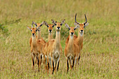 Grantas Gazelle (Nanger granti) buck and harem, Uganda