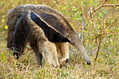 Giant Anteater (Myrmecophaga tridactyla), Venezuela