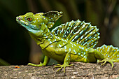 Green Basilisk (Basiliscus plumifrons) lizard with crest raised, Costa Rica