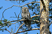 Ural Owl (Strix uralensis) adult, perched in pine tree