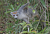 Crowned Lemur (Eulemur coronatus) adult female, on sapling, Madagascar