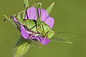 Speckled Bush Cricket (Leptophyes punctatissima) adult female, resting on Corncockle (Agrostemma githago) in garden, Warwickshire, England