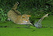 European Wild Cat (Felis silvestris) adult, hunting Edible Frog (Rana esculenta) leaping from water, France