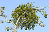 Mistetoe (Viscum album) mature plants in an old cider apple tree in autumn