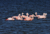 Chilean Flamingo (Phoenicopterus chilensis) adults, flock feeding in water, Estancia la Angostura, Santa Cruz, Argentina, november