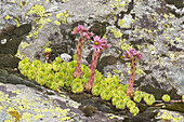 Mountain Houseleek (Sempervivum montanum) flowering, growing amongst rocks, Valgrisenche, Aosta Valley, Italian Alps, Italy, july