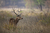 Swamp Deer (Rucervus duvaucelii branderi) hard-ground form, adult male, feeding in tall grass, Kanha National Park, Madhya Pradesh, India