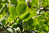 Succulent leaves of a money tree or money plant Crassula ovata