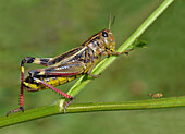 Large Banded Grasshopper (Arcyptera fusca) adult female, resting on stem, Cannobina Valley, Italian Alps, Piedmont, Northern Italy, July