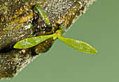 Mistletoe (Viscum album) very young seedling, with seed-leaves growing on apple bark, Dorset, England, January