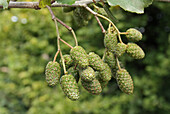 Common Alder (Alnus glutinosa) close-up of cones, growing in hedgerow beside ditch, Mendlesham, Suffolk, England, August