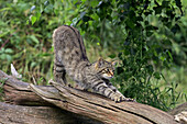 European Wild Cat (Felis silvestris) adult, stretching on log, July (captive)