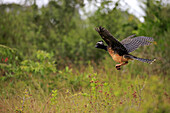 Bare-faced Curassow (Crax fasciolata) adult female, in flight, Pantanal, Mato Grosso, Brazil, May