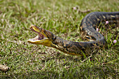 Reticulated Python (Python reticulatus) adult, with mouth open in aggressive display, Bali, Lesser Sunda Islands, Indonesia, July