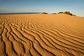 Sanddünen, El Jable Naturpark, Corralejo, La Oliva, Fuerteventura, Spanien, Europa