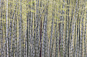 Moso Bamboo (Phyllostachys heterocycla) stems, Shunan Zhuhai National Park, Sichuan, China