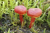 Waxcap (Hygrocybe miniata) mushrooms, Netherlands