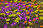 Glandular Cape Marigold (Dimorphotheca sinuata) and Dew Flower (Drosanthemum hispidum) in spring, Namaqualand, South Africa