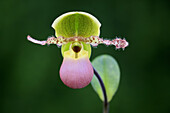 Orchid (Paphiopedilum sp)flower, Germany