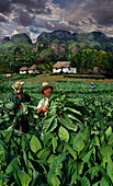 Tobacco farmers with Vinales landscape, Pinar del Rio, Pinar del Rio, Cuba, Carribean, North America