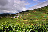 Teeplantagen bei Nuwara Eliya, Bergland, Sri Lanka