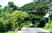 an der Strasse der Gewürze bei Matale, Zentrum von Sri Lanka