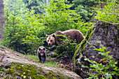 Braunbären, Bärin mit Jungem, Ursus arctos, Nationalpark Bayerischer Wald