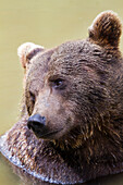 Brown Bear in water, Ursus arctos, Bavarian Forest National Park, Bavaria, Germany, Europe, captive