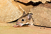 Yellow-necked Mouse, Apodemus flavicollis, Bavaria, Germany