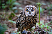 Long-eared Owl, Asio otus, Bavarian Forest National Park, captive, Germany, Europe