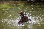 Ferruginous Duck bathing, male, Aythya nyroca, Eastern Europe, captive