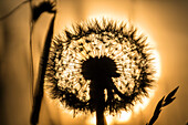 Löwenzahn bei Sonnenuntergang, Pusteblume mit Samen, Taraxacum officinale, Oberbayern, Deutschland