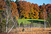 Herbststimmung, Moor und Buchenwald, Oberbayern, Deutschland, Europa