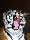 Siberian Tiger yawning, Panthera tigris altaica, captive