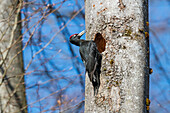 Black Woodpecker, Dryocopus martius, male, Bavaria, Germany; Europe