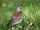 Fieldfare, Turdus pilaris, Bavaria, Germany, Europe