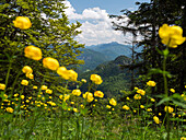 Blumenwiese mit Trollblumen auf dem Staffel mit Blick nach Südosten, Trollius europaeus, Alpen, Oberbayern, Deutschalnd
