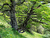 Alte Rotbuche im Bergwald, Fagus sylvatica, Alpen, Oberbayern, Deutschland, Europa