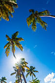 Palm trees against the light, San Juan, Puerto Rico, Caribbean, USA